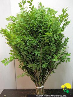 Euonymus alatus Nishikigi.jpg